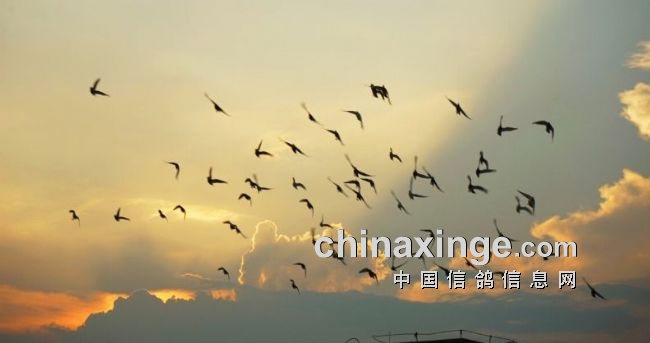 中国鸽界,鸽界的那些事