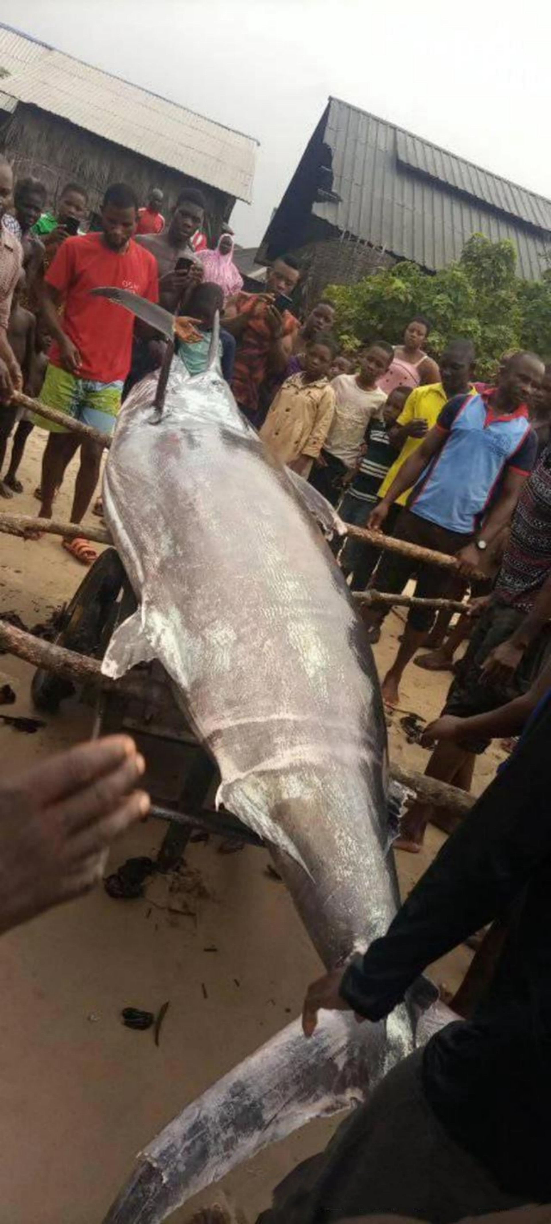 2021年非洲渔民捕到一条3.5米长巨鱼，卖出1910万，真是一本万利