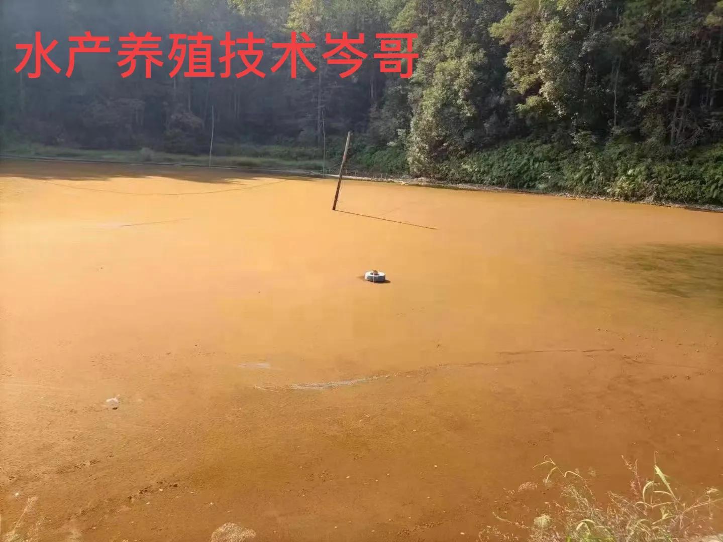 鱼塘水质铁锈色,水产养殖鱼塘水变浓绿怎么解决