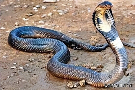 残忍的日本古代刑罚,日本世上最残忍的刑罚