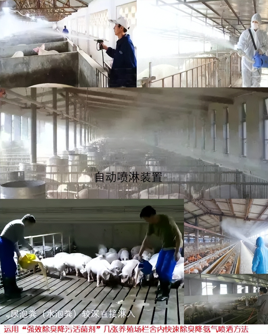 加盟养猪场多少钱,加盟合作养猪场