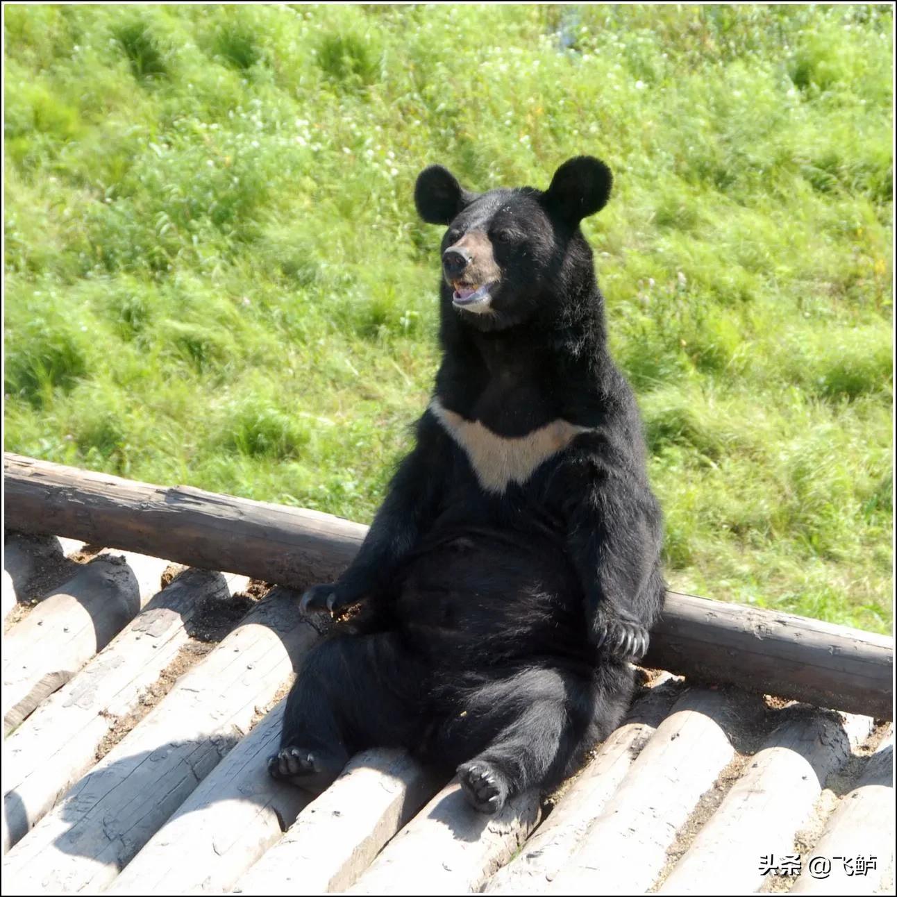 新手入坑台钓钓鱼,新手钓椅推荐