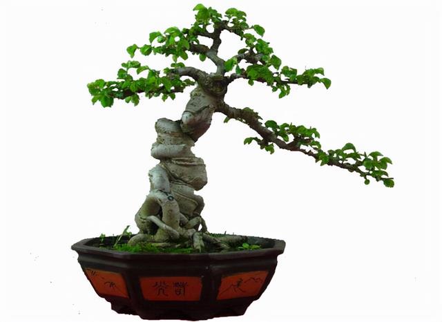 盆景造型类型有哪些,盆景造型种类