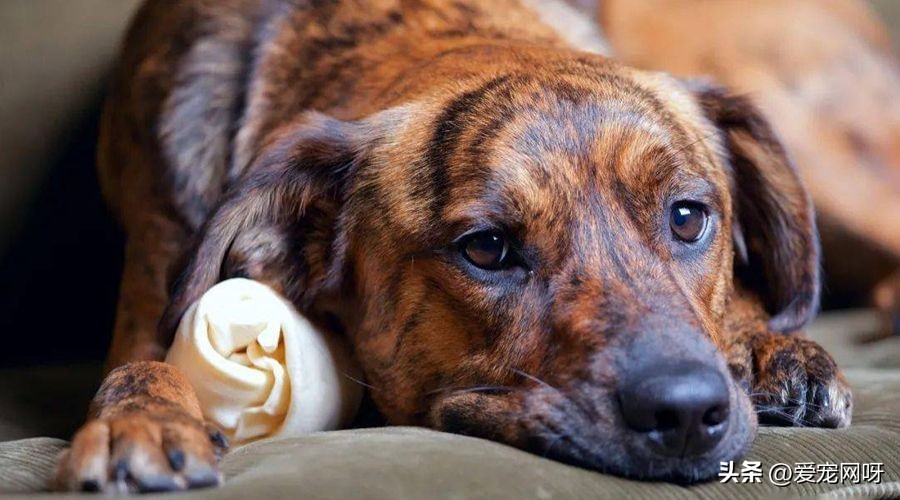 狗狗拉肚子怎么办是凉了吗,狗狗拉肚子精神差