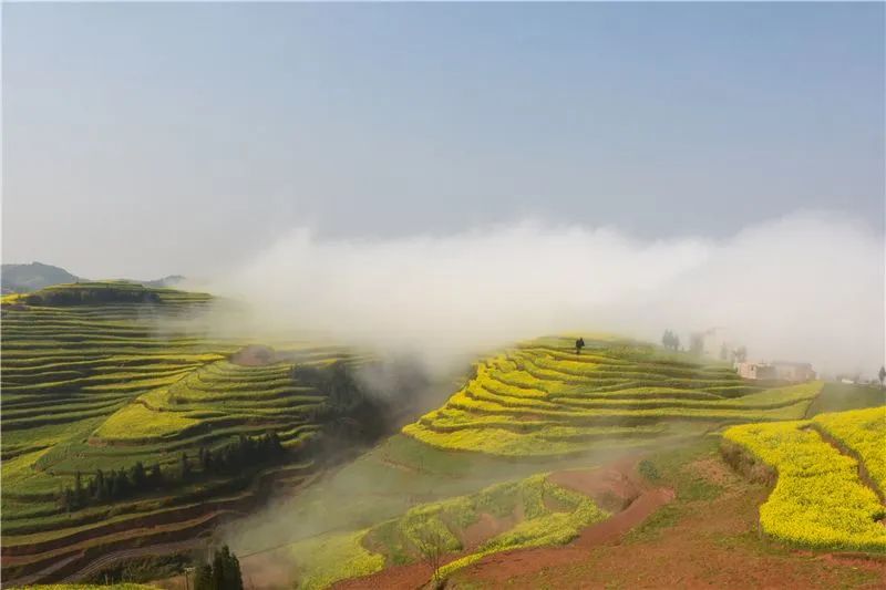 赏花来这里这是云南的专属浪漫,五月来昆明遇见紫色花海