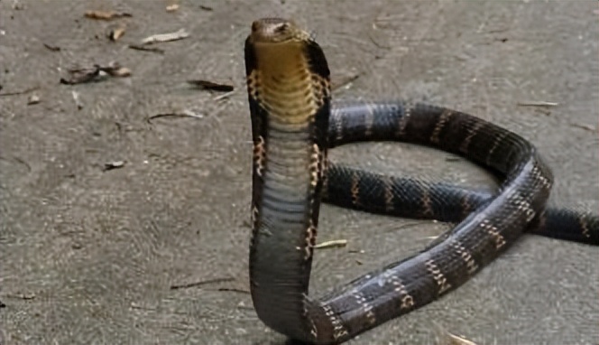 丛林探险美食大全,真正的丛林美食有哪些