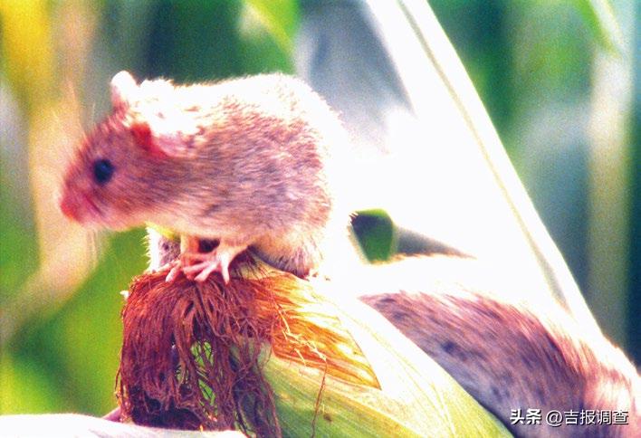 ​寓教于光影，启智又好看的长影经典科教片