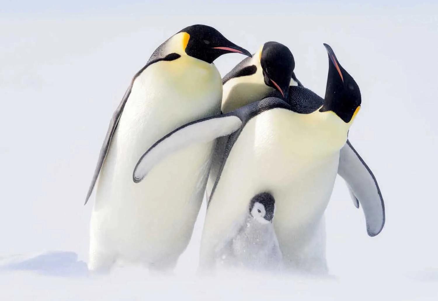 鸟在窝里为什么不会被雨淋到,下雨了鸟为什么不飞