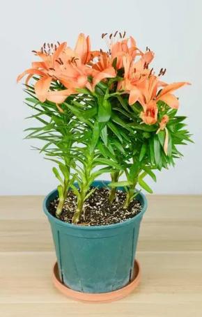 香水百合带花苞盆栽怎么继续养护,开完花后的盆栽香水百合要怎么养