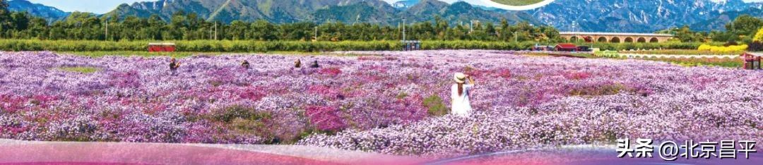 美丽昌平绽放“美丽经济”