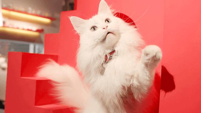 缅因猫为什么不适合新手养,了解缅因猫