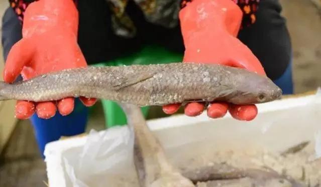 鱼类食材大全名称图片,鱼类菜谱大全100种