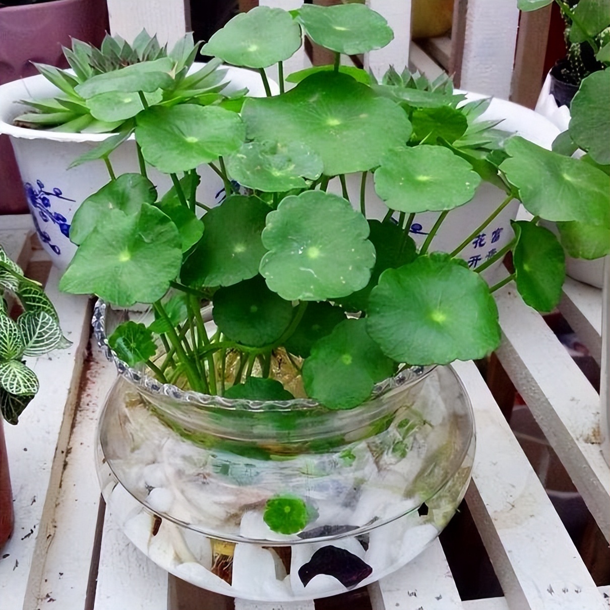 哪些花盆栽能吸甲醛呢图片,水养去甲醛最好的植物