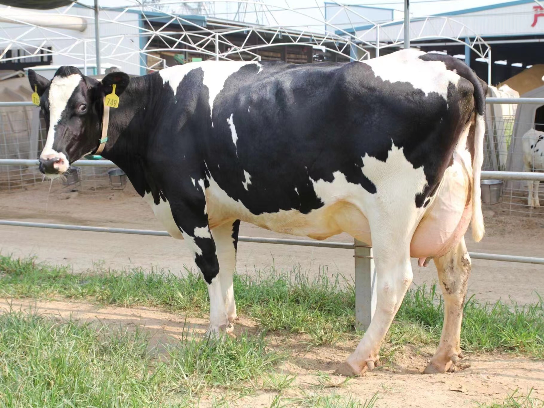 “最美奶牛西施”乐源牧业奶牛选美斩获三项大奖