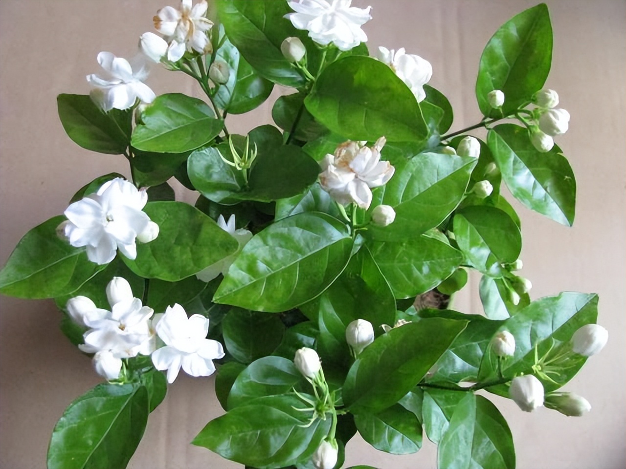 四季开花耐寒耐晒的花太阳花,耐热耐寒好养不需要阳光的花