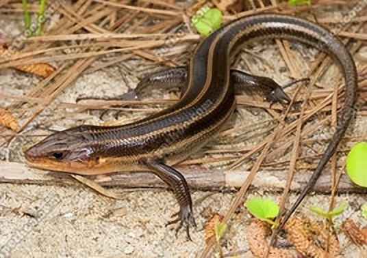 丛林探险美食大全,真正的丛林美食有哪些