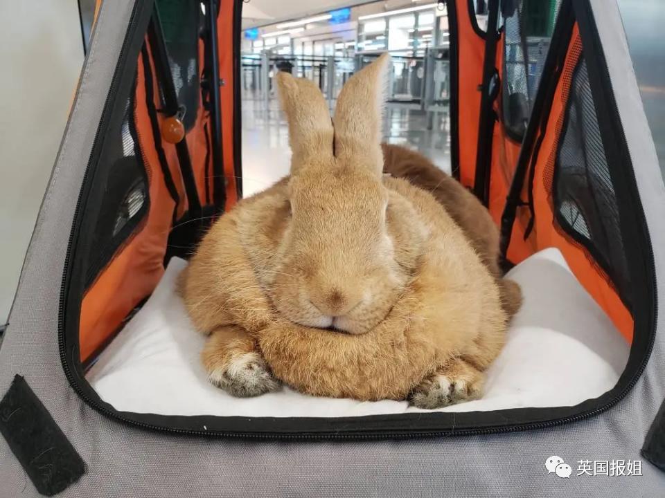 你知道世界上最大的兔子有多大吗,世界上最大的兔子吉尼斯纪录