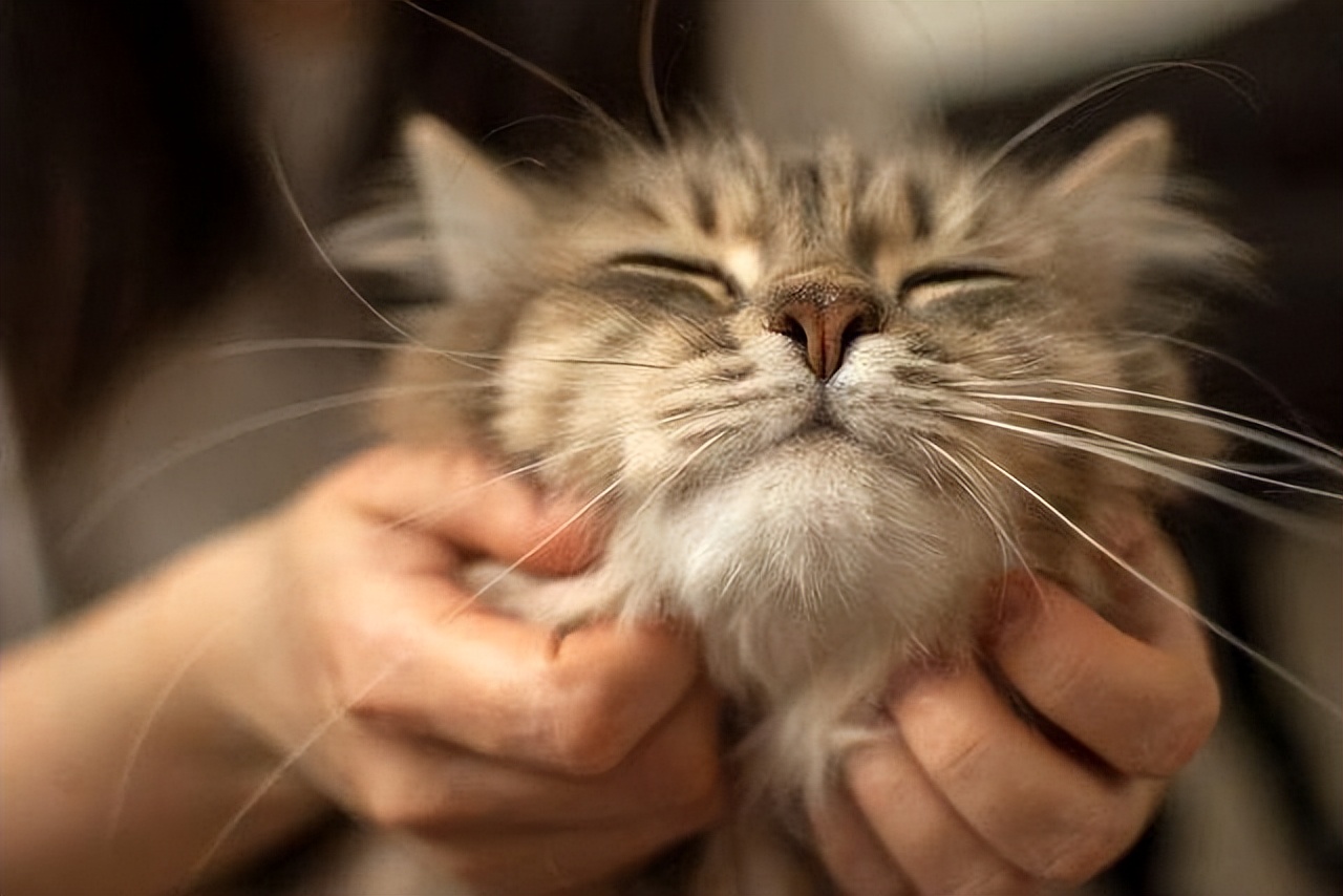 猫咪最渴望被抚摸的部位是什么,猫咪最渴望被摸的六个部位