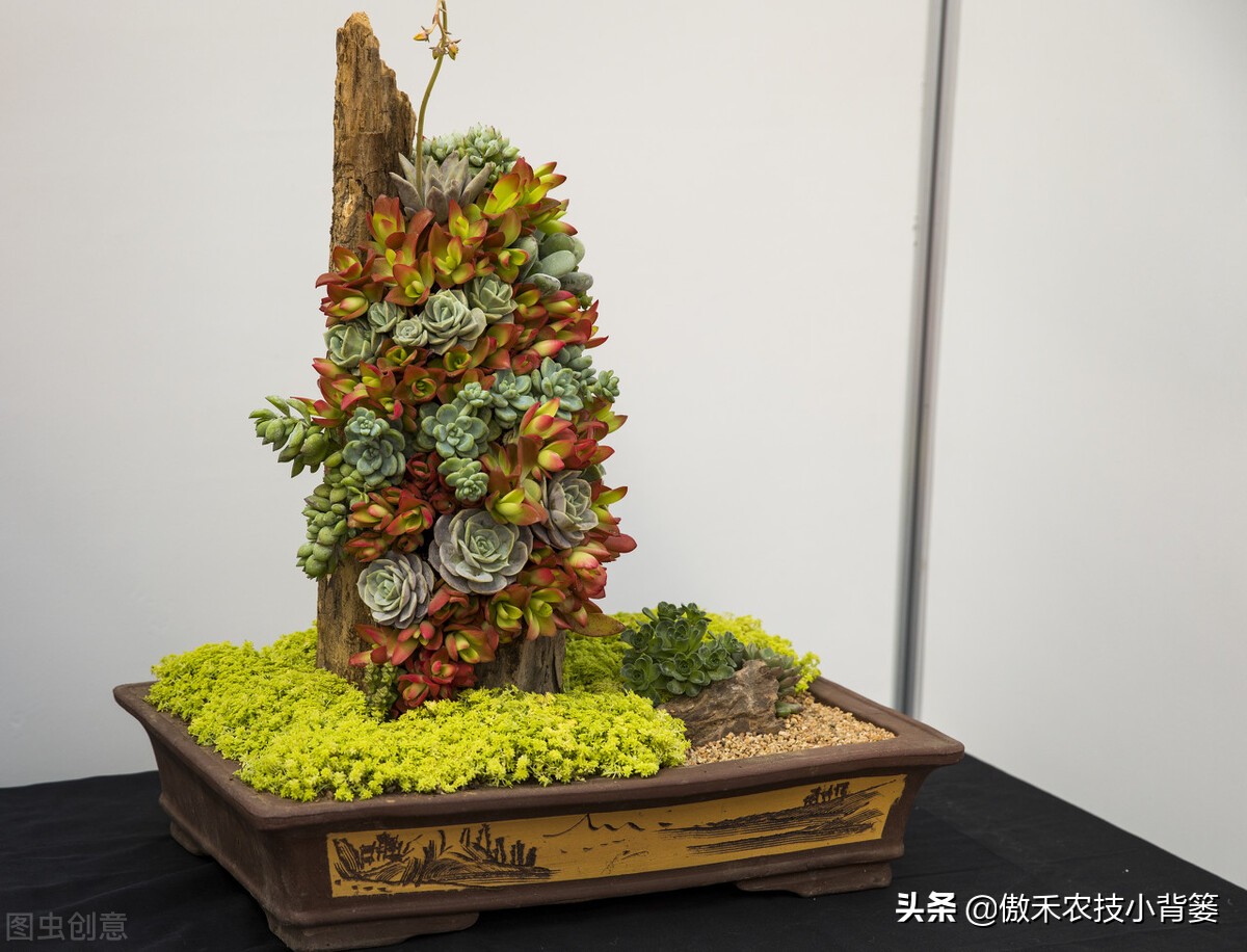 小小昆虫到底多可怕,小小红蜘蛛是什么