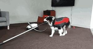 “这狗我认识，考试坐我旁边。”你什么时候被宠物的智商震惊过？