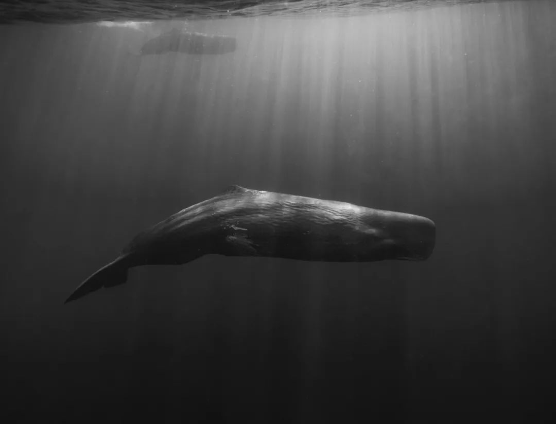 摄影界最著名的奖,摄影界的最高奖项叫什么