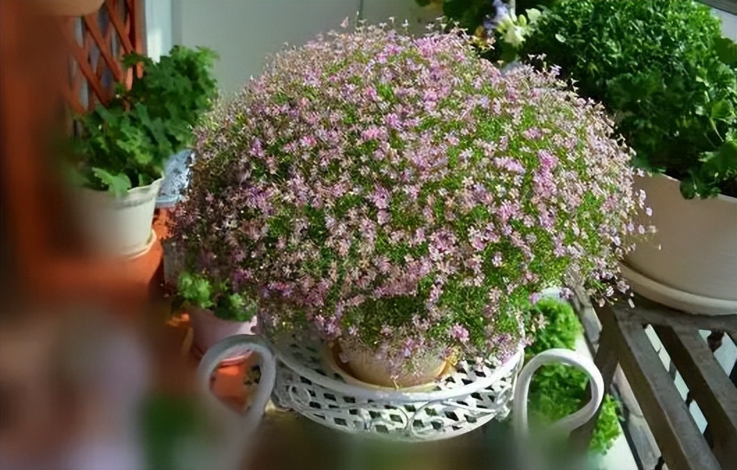 十大适合懒人种植的花,适合家庭种植的观赏花