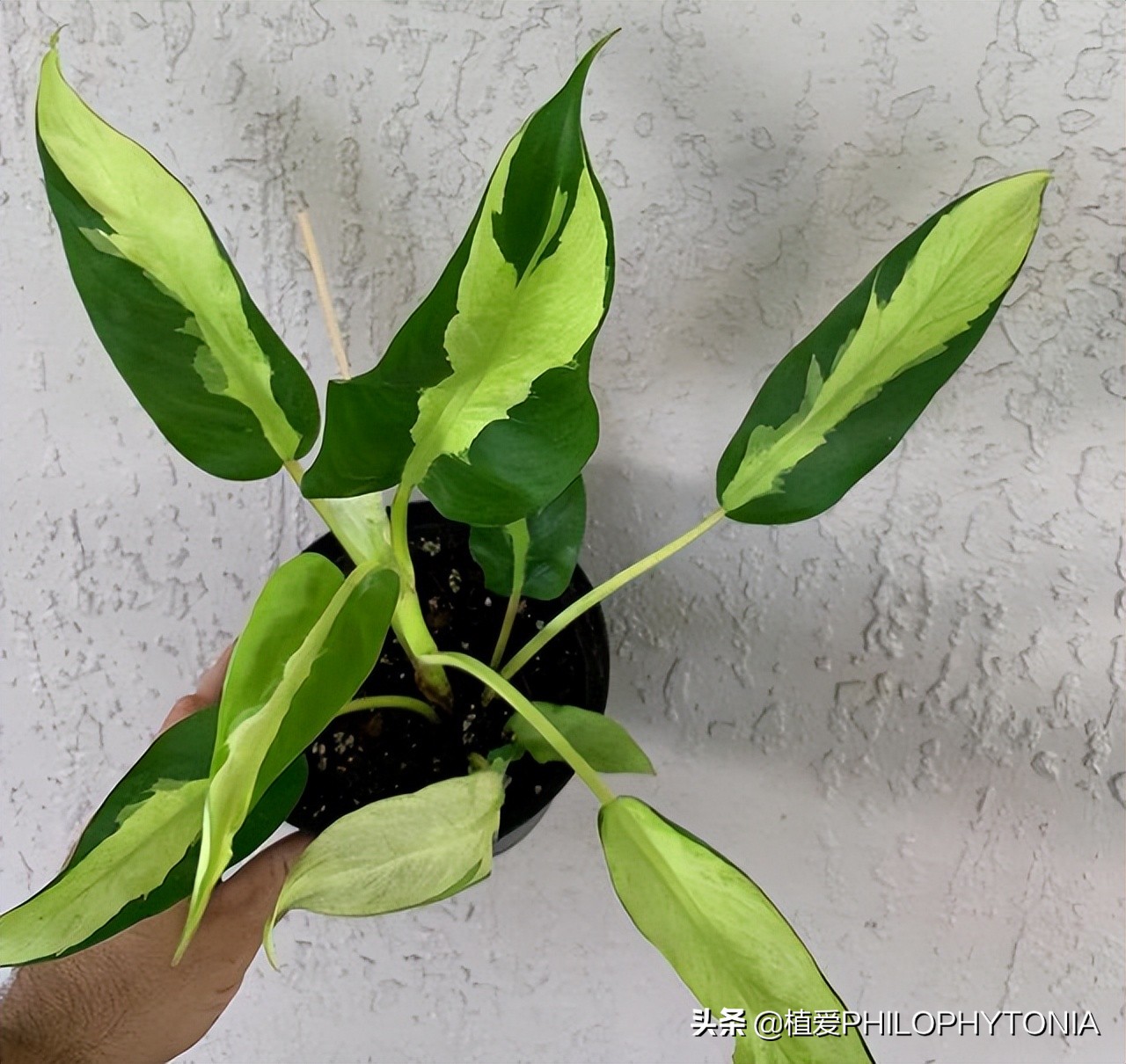 室内大叶片的植物有哪些,有颜色的植物适合室内养殖