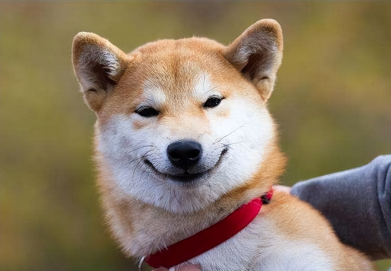 狗狗得细小有什么症状,狗狗得细小有哪些症状