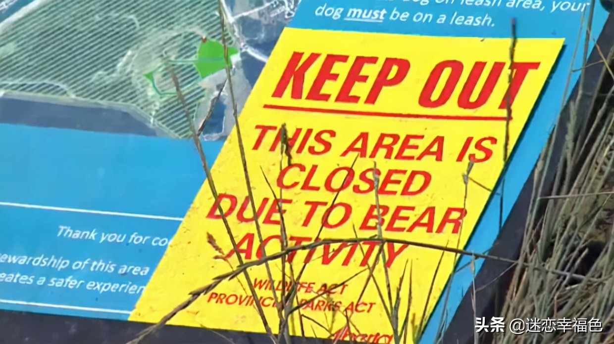 大黑熊伤人,黑熊是怎么伤人的