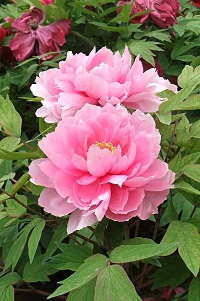 这二十幅极品花卉越看越醉,超好看又耐看的花卉图