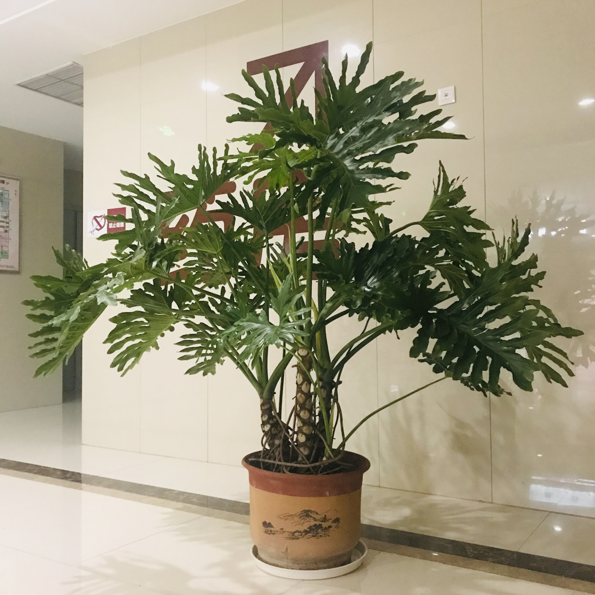 超级好养的大绿植排名前十,比较好养的大型绿植