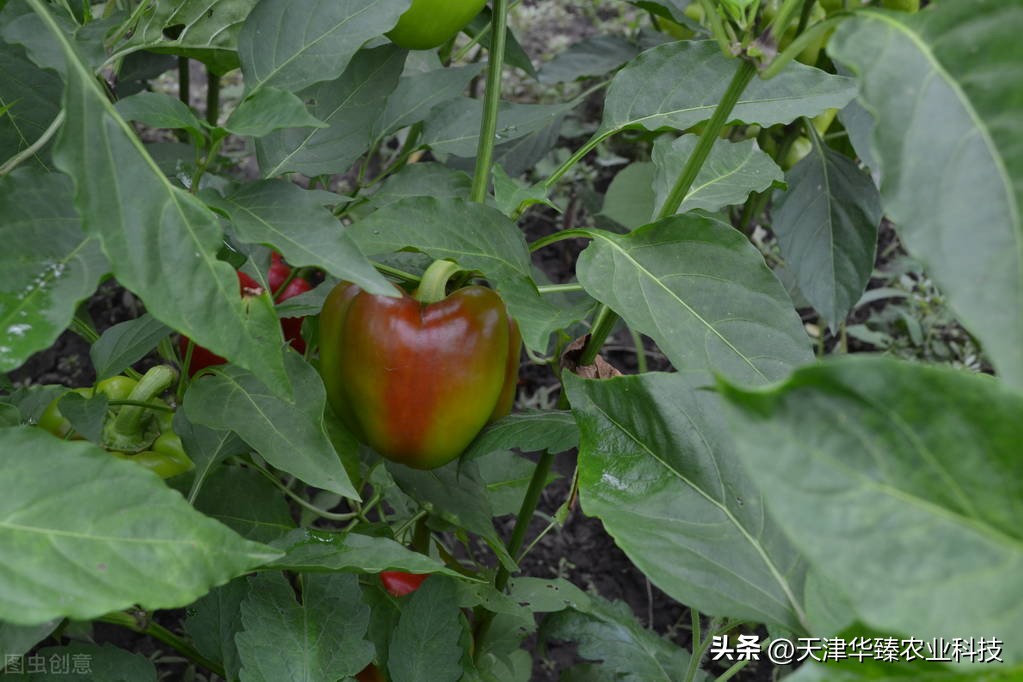 辣椒畸形果种植,辣椒畸形果的生物防治