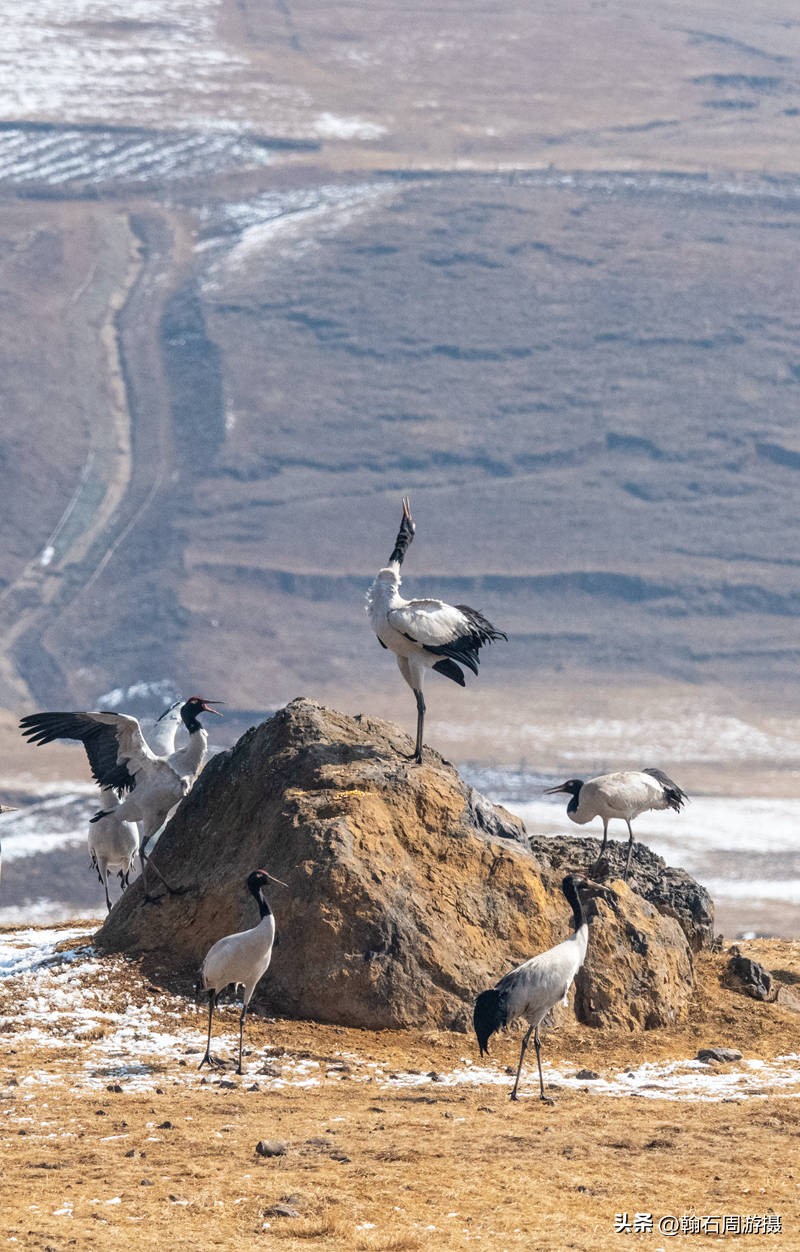 高原精灵黑颈鹤越冬之地——大山包（云、藏自驾旅行纪实之一）