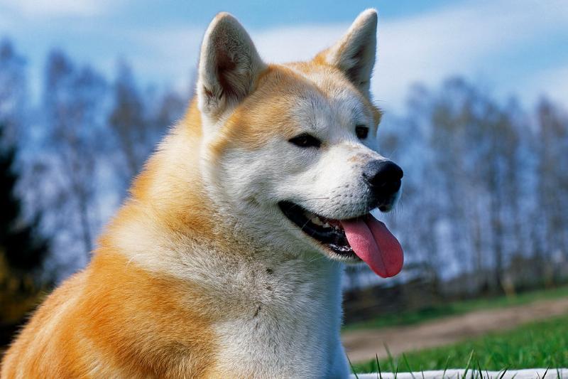 不同品种的狗狗性格差异有多大,16种常见狗狗的优缺点