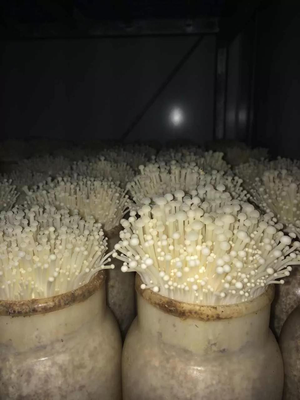 乡村创业前景怎么样,乡村创业如何起步