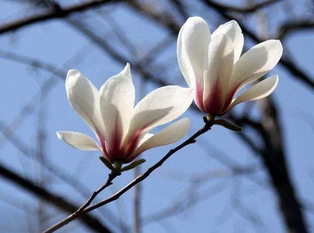 如何拥抱一个刺猬,如何拥抱受伤的刺猬