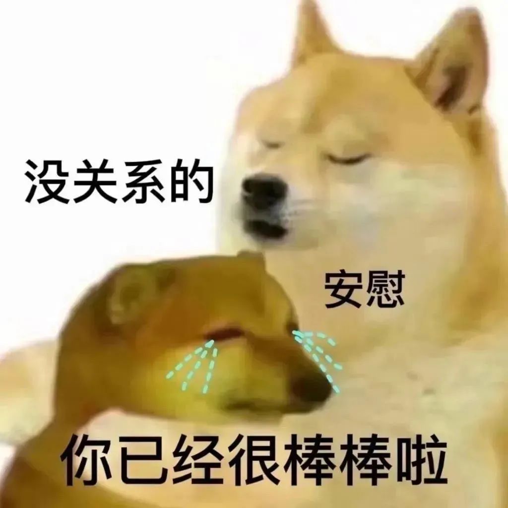 千万别养两只柴犬,千万不要养的狗子