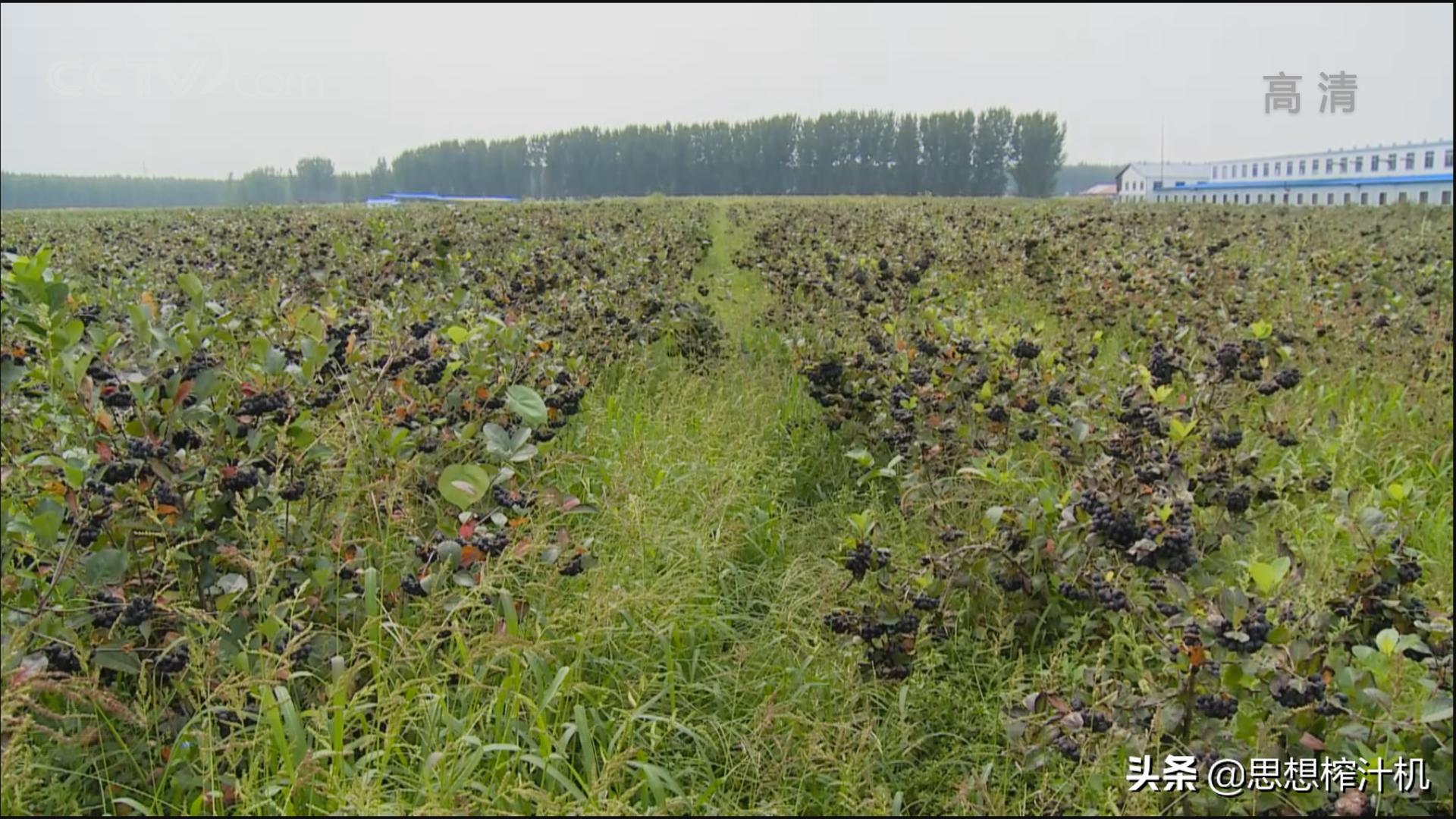 黑果花楸市场前景如何,辽宁黑果花楸苗基地