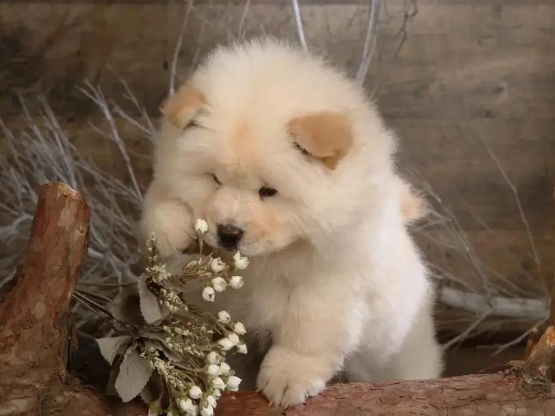 松狮犬的优点和缺点,松狮犬的优点与缺点是什么