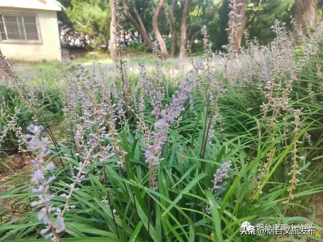 【玩转烟台】秋高气爽的日子里，来南山公园享受一段秋日慢时光