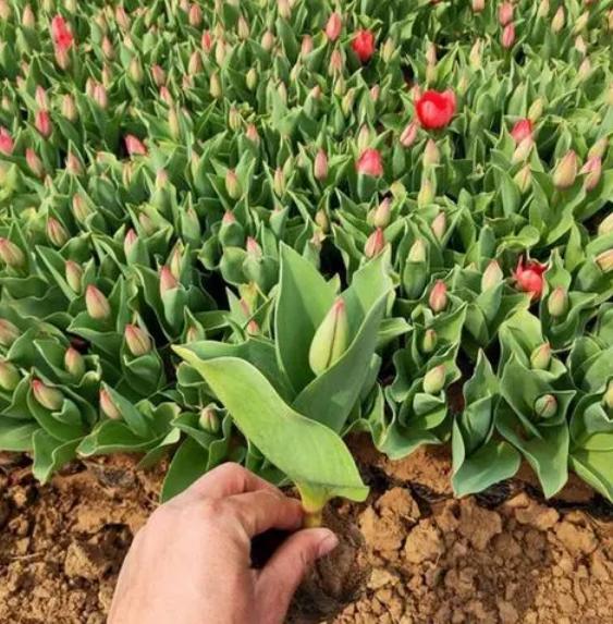 荷兰国花郁金香的象征意义英文,荷兰国花郁金香价格表