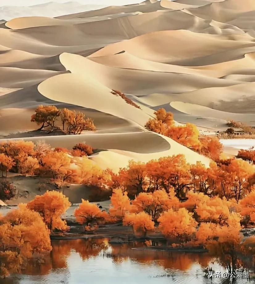 塞外凌寒日月长，大漠飞沙育胡杨，沙漠里不屈的灵魂---胡杨