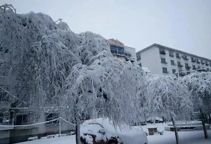 男子20万买一条半死不活的鱼,小伙花800元买一条蓝色大鱼