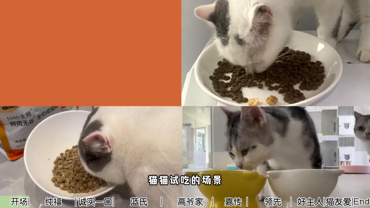 这次我们邀请团队9只猫咪一起参与猫粮测评