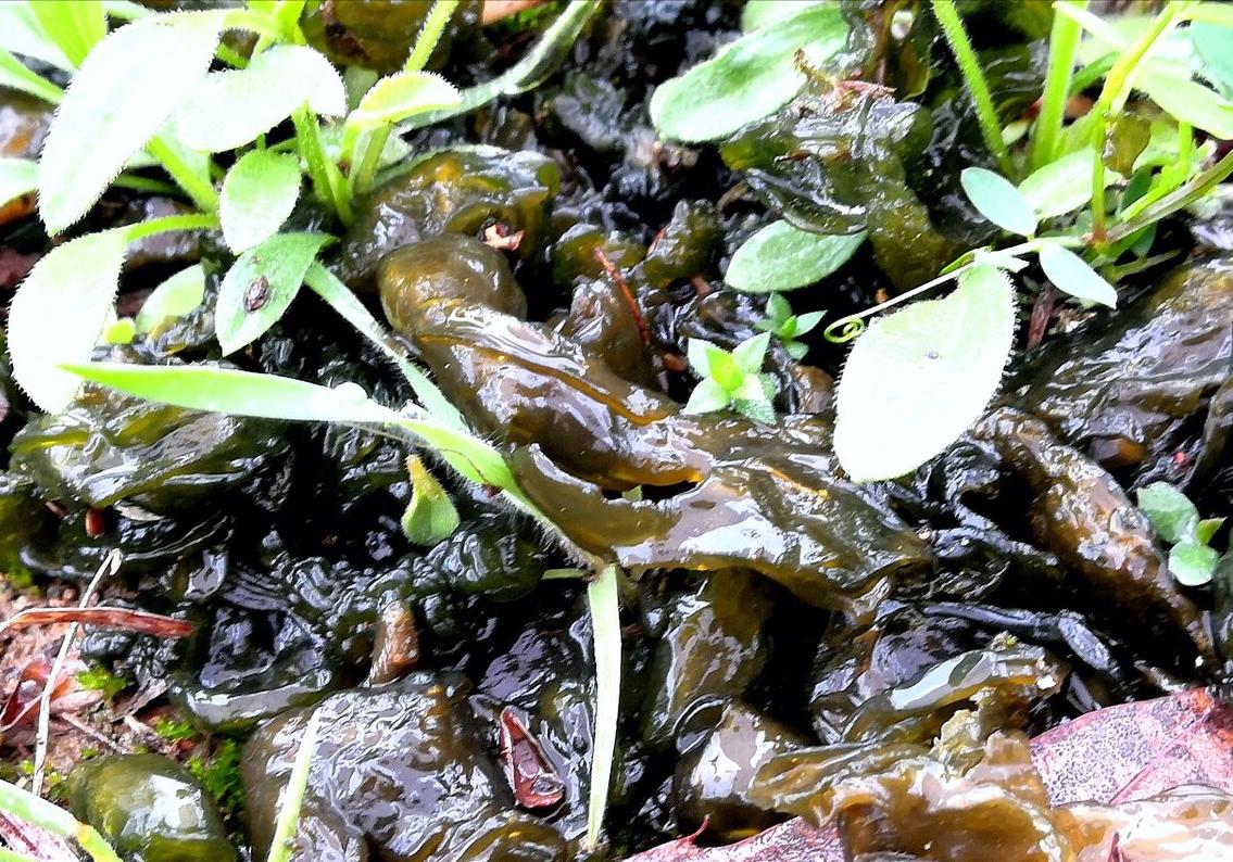 春天看图挖野菜，送你40种野菜大图鉴，让你轻松辨别各种野菜