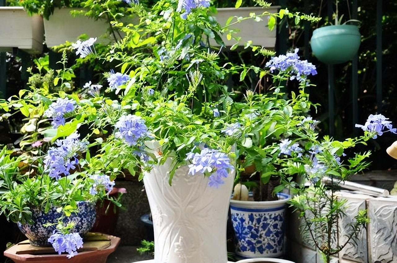 养水牛种什么草最好养,高温下雨后养兰花