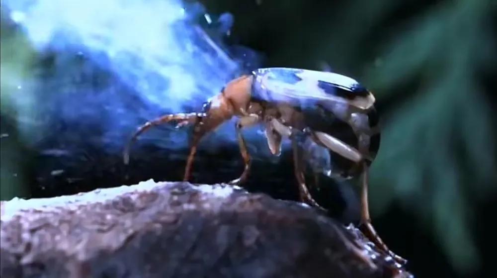 家里会出现的小虫子有哪些,家里常出现小虫子有哪些