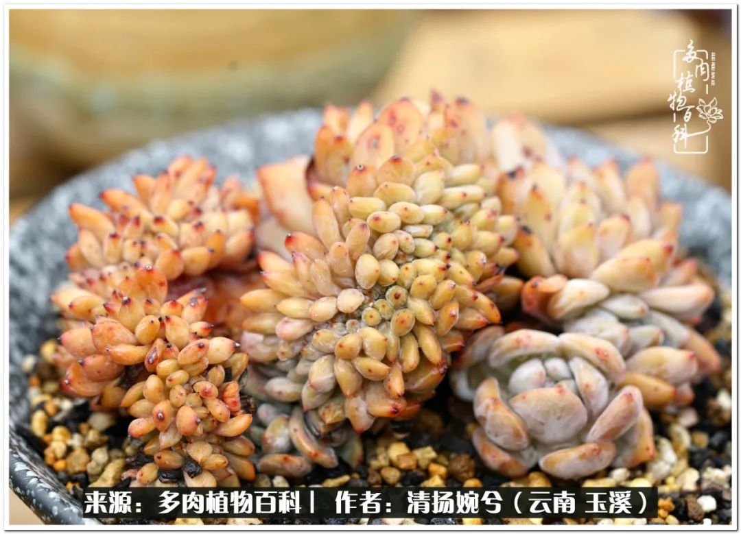 夏天好养颜值高的多肉,可爱的小多肉