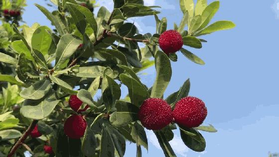 带你们体验摘杨梅的乐趣,酸酸甜甜的杨梅有谁陪我一起采摘