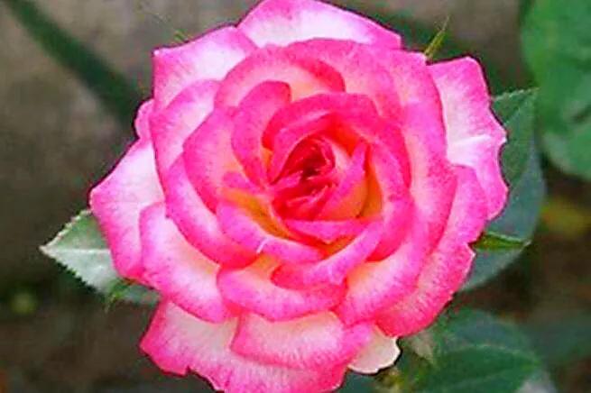 九洲湾月季公园旋转木马,旋转大木马和旋转小木马月季